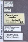 Etiketten zu Selatosomus carbo (LeConte, 1853) (NHMW-ZOO-COL-0008350)